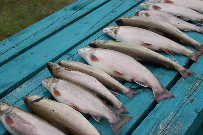 Pêche truite
